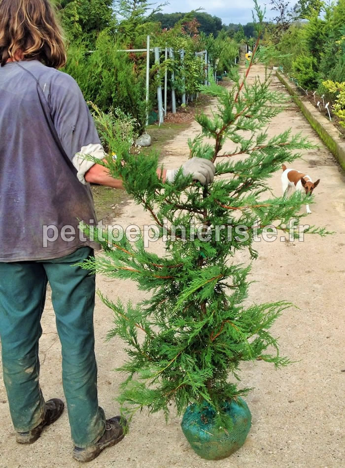 Cupressocyparis leylandii en vente pour une haie